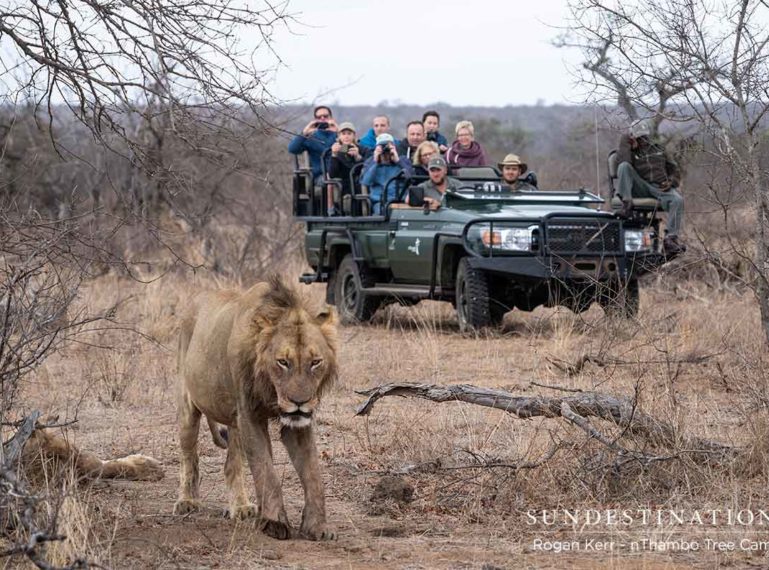 Vuyela Coalition of Lions Gorge on a Gutsy Giraffe