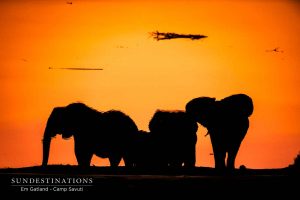 Camp Savuti Botswana