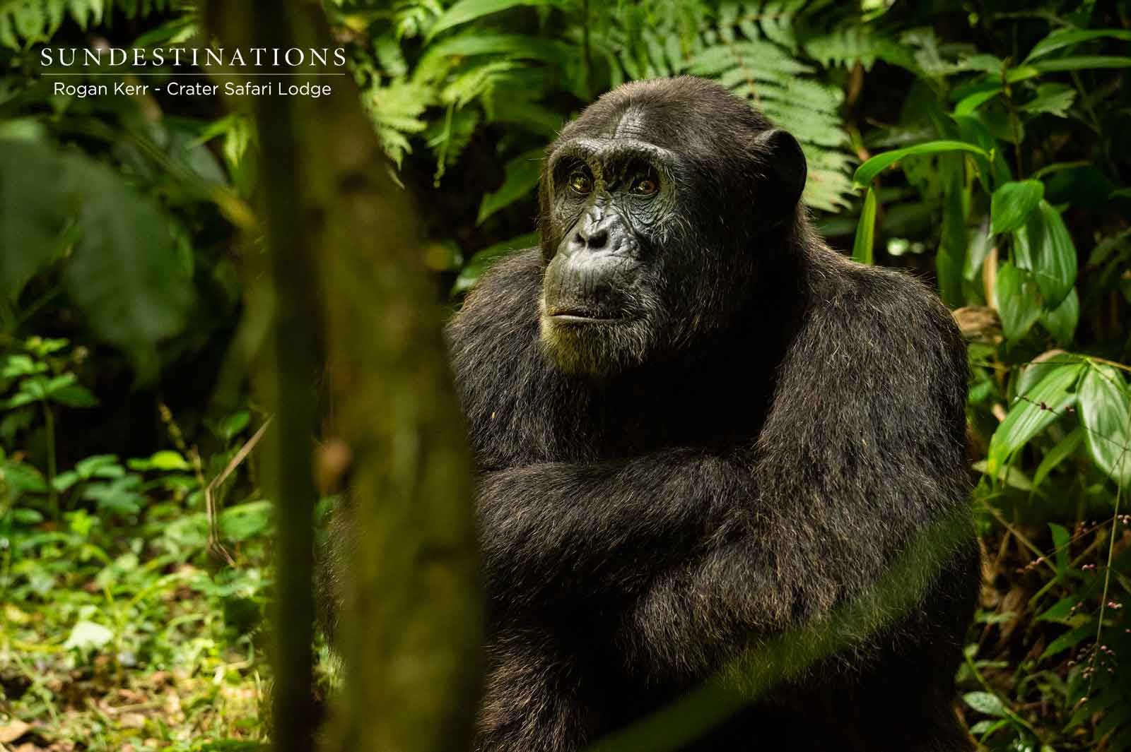 Chimps in Uganda