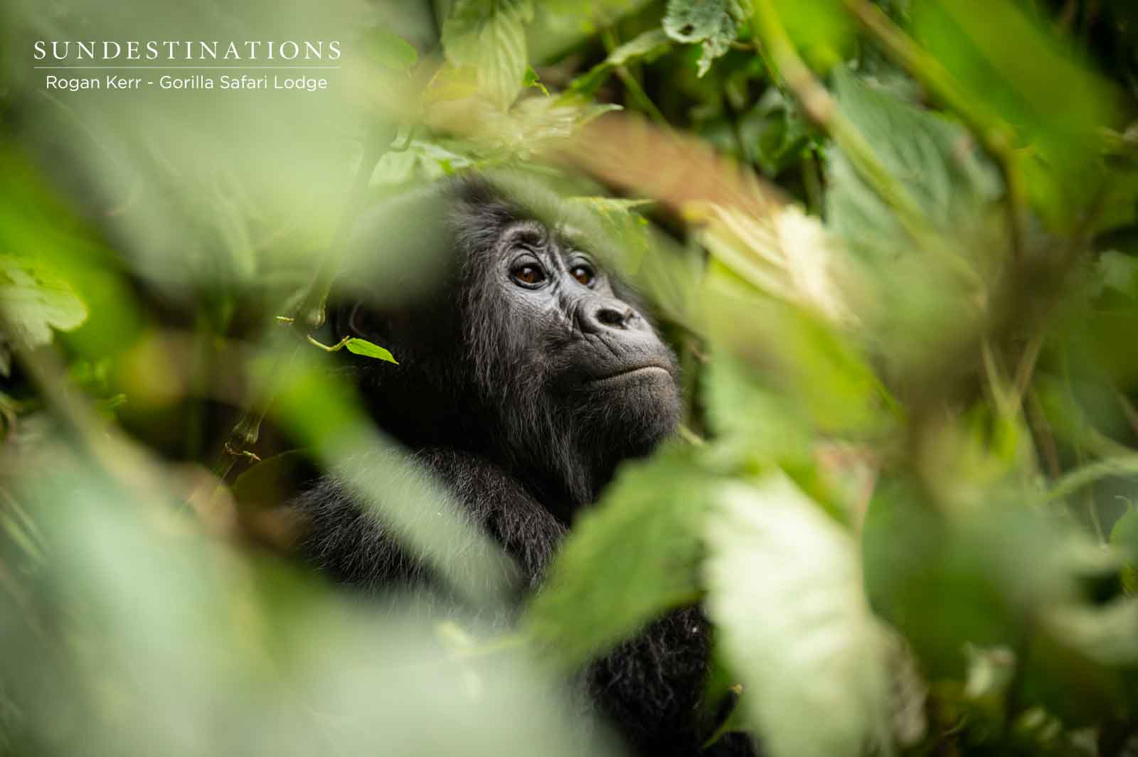 Gorillas in Uganda