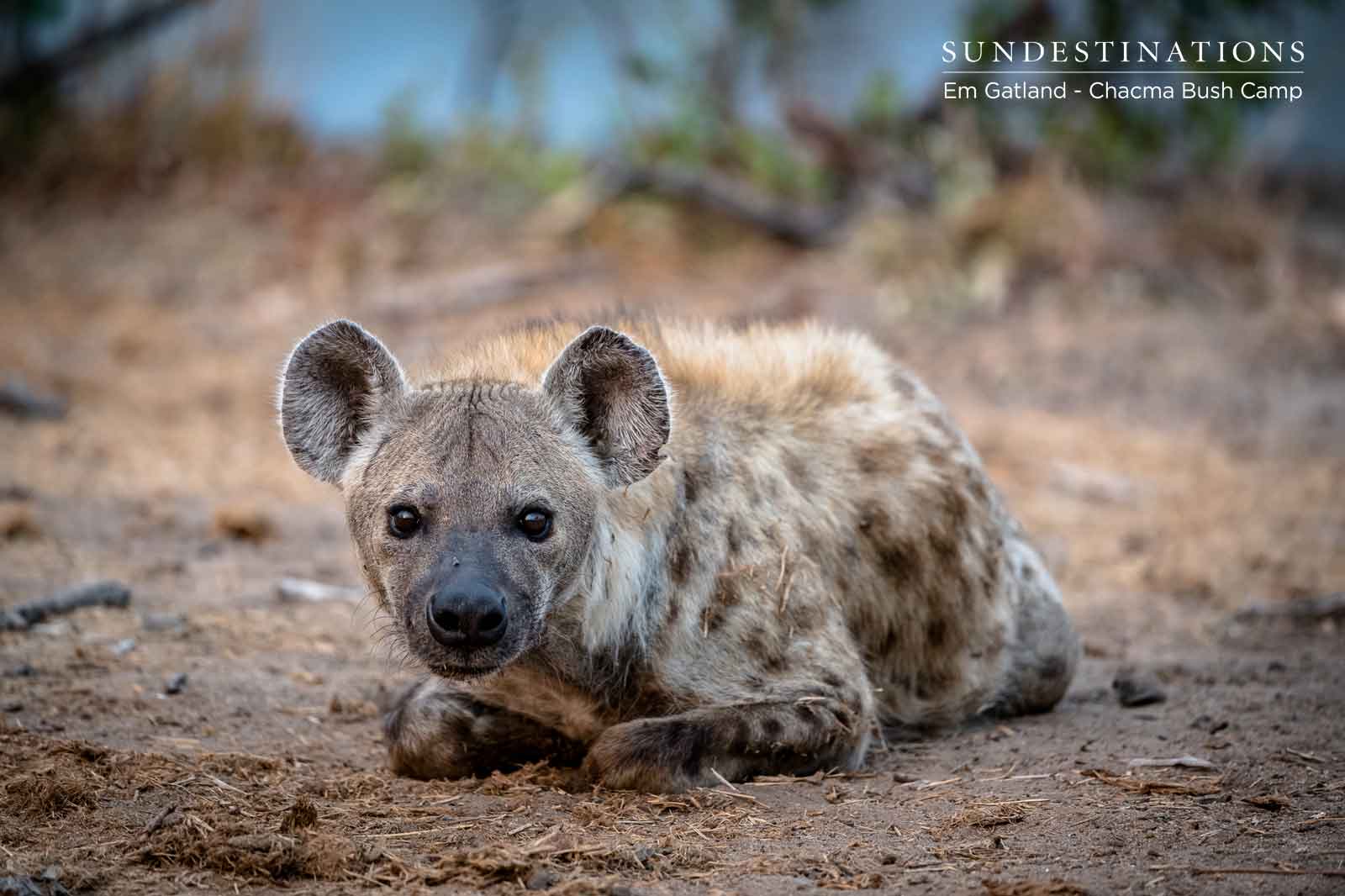 Hyena at Chacma
