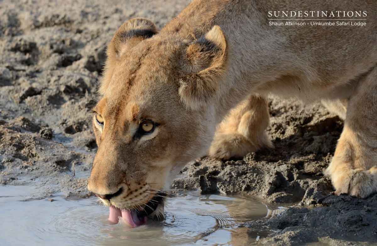 Lions of Umkumbe Safari Lodge