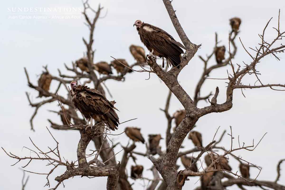 Vultures at Africa on Foot