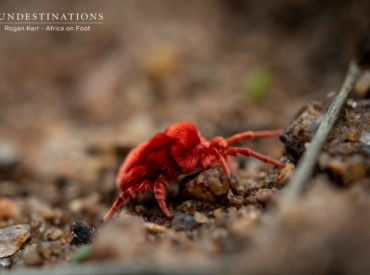 You’re only reading this because of the sensationalist title, aren’t you? I’m glad I caught your attention! I’m not literally referring to the creepy side of the human psyche, but rather the exceptional macro photos of our resident creepy crawlies. After the recent rains, a flurry of new life emerged. Plush red velvet mites always […]