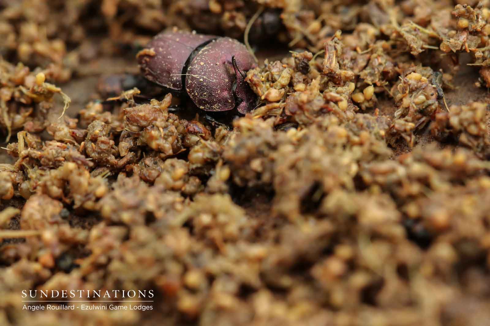 Dung Beetles at Ezulwini Game Lodges