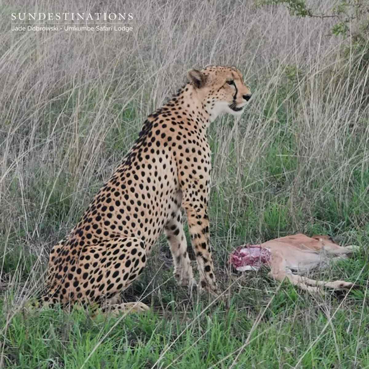 Cheetah on a Kill