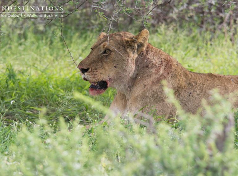 Timbavati Lions : Take a Walk(ers) on the Wild Side