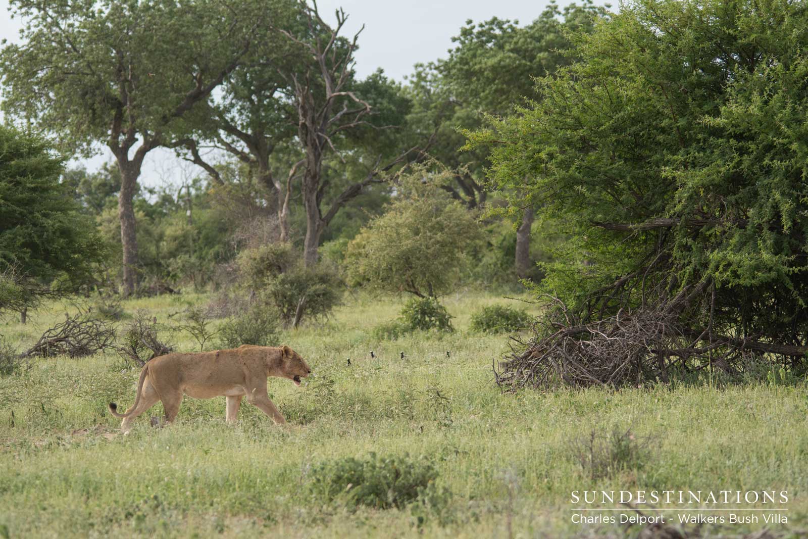 Lioness in Timbavati