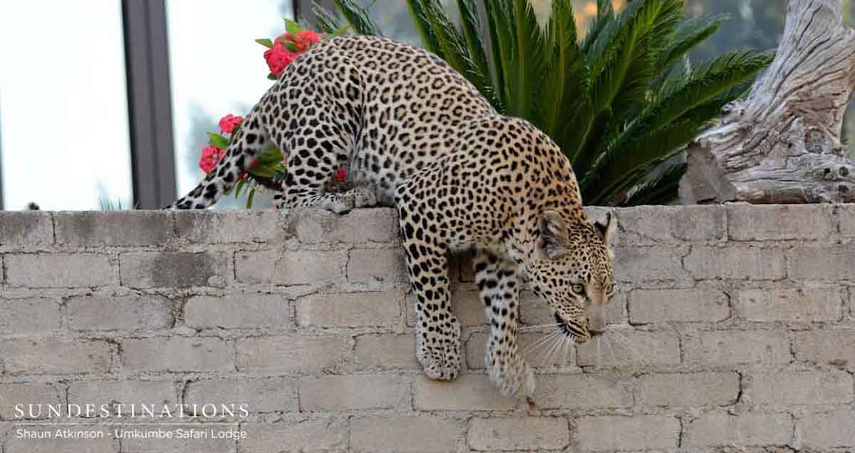 Umkumbe Leopard Over Wall