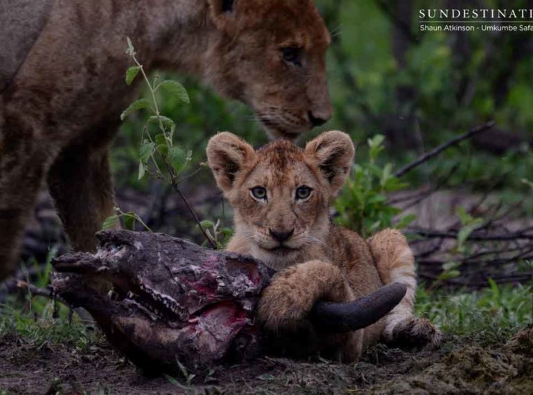 21 Lions and Cubs. The Kambula Pride Seen at Umkumbe.