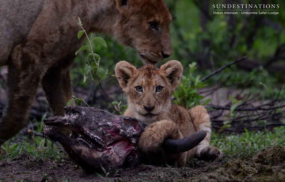Umkumbe Lion Cub