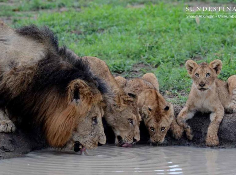 The Week in Pictures 2020 : The Top Wildlife Images of 2019