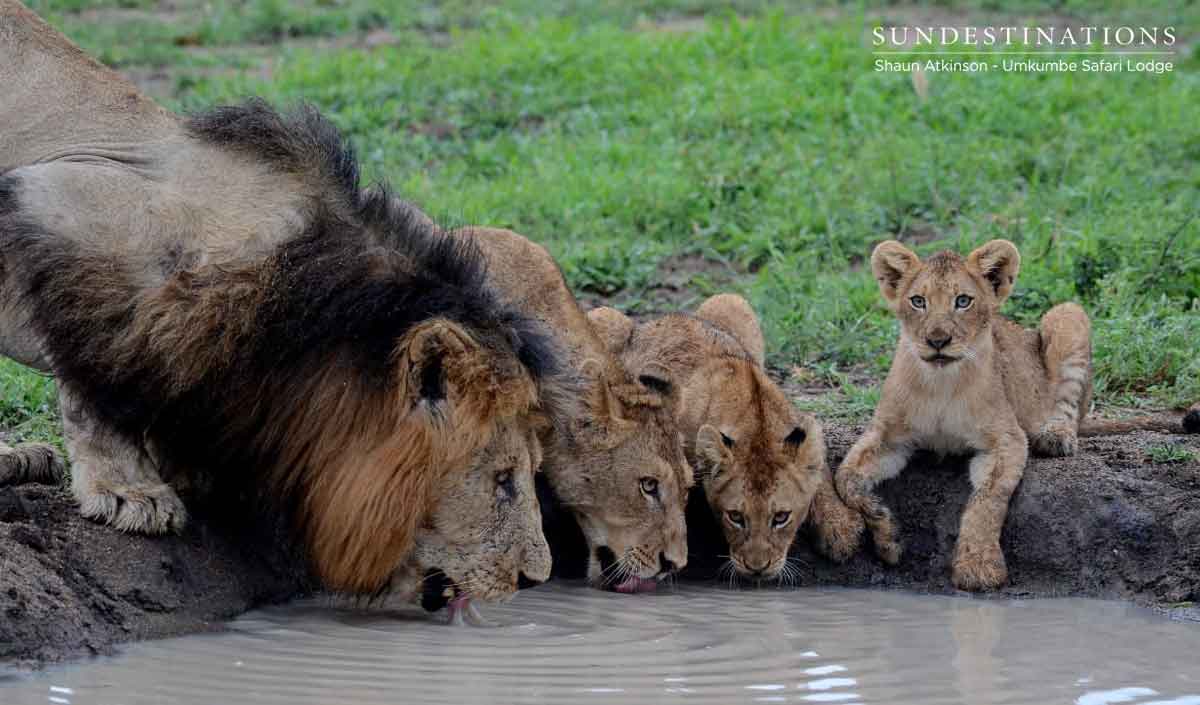 Umkumbe Lions Drinking
