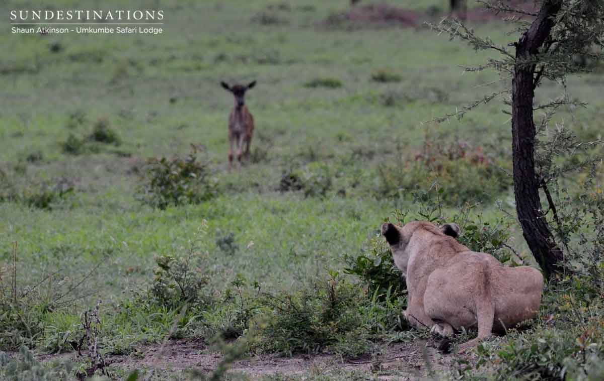 Umkumbe Lion Stalking