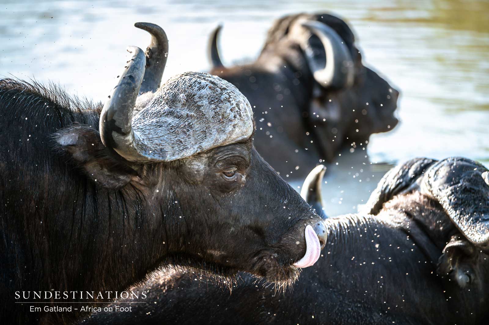 Buffalo at Africa on Foot