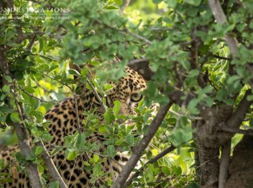 A relaxing vacation in St Barts seems like a lovely idea during the summer months. But you know where else is equally as relaxing? The Kruger ! Don’t underestimate the daring delights that the summer season in the bushveld brings. Although not considered peak safari season, sightings of big game and predators certainly haven’t dwindled […]