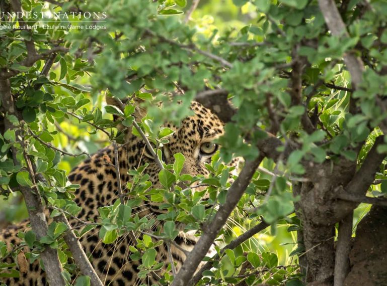 The Week in Pictures : Forget Summer in St Barts, Try a Summer in Kruger