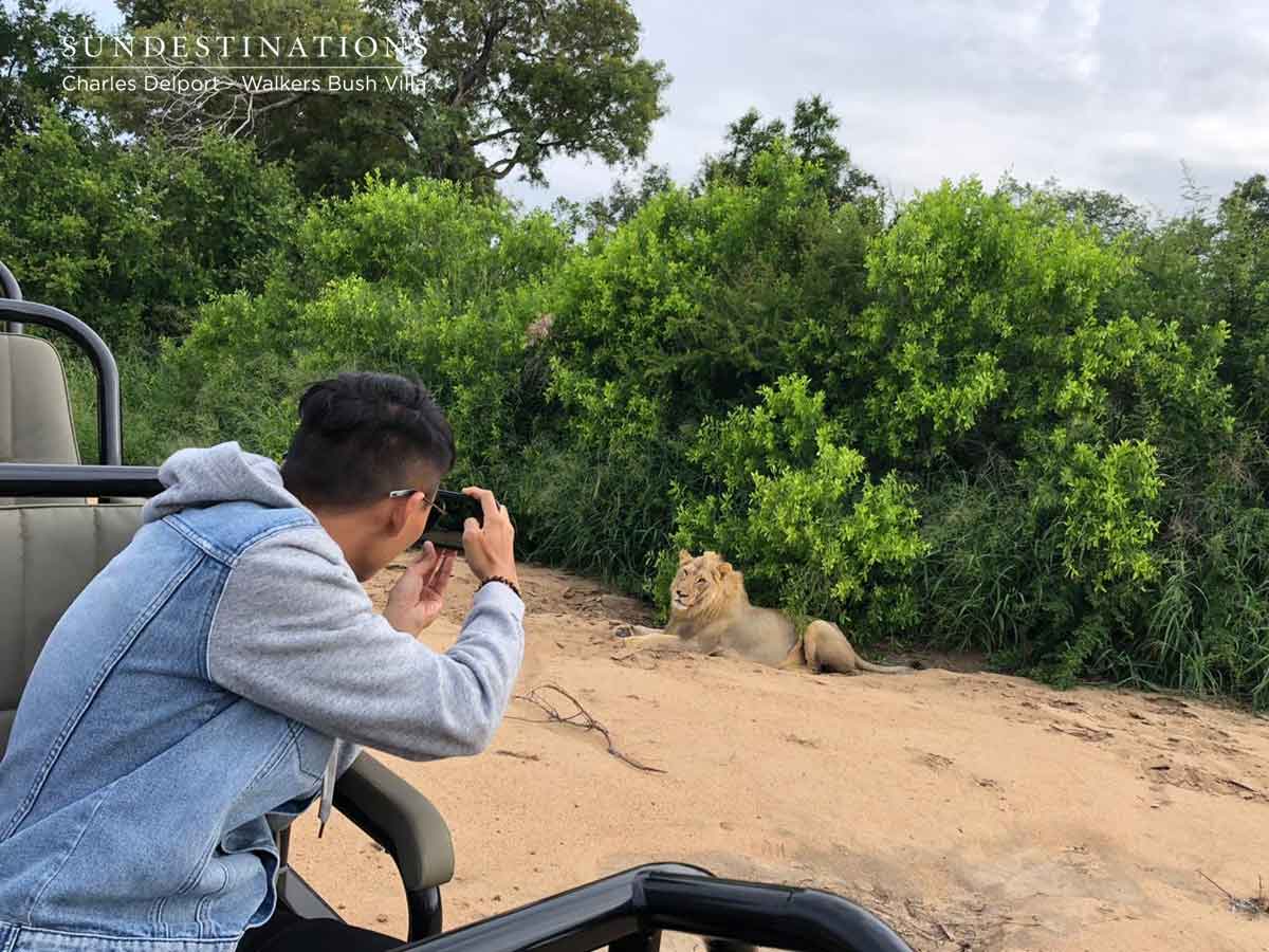 Photographing Lions at Walkers