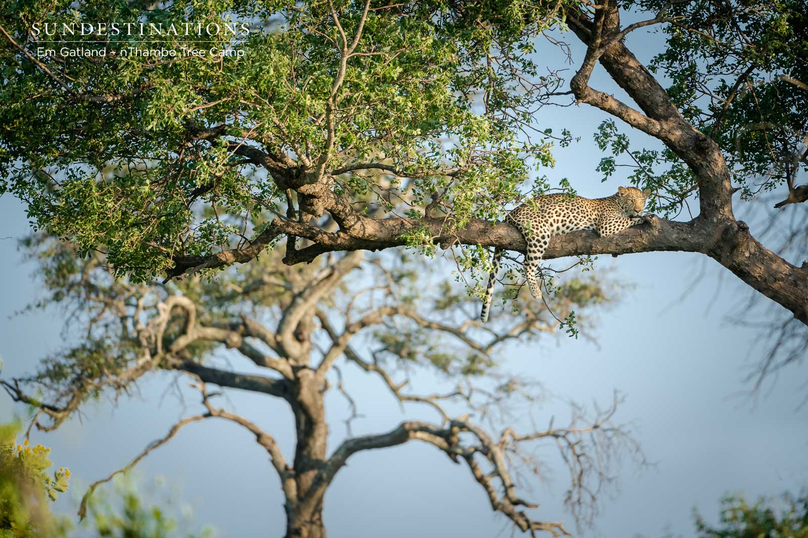 nThambo Leopards in Tree