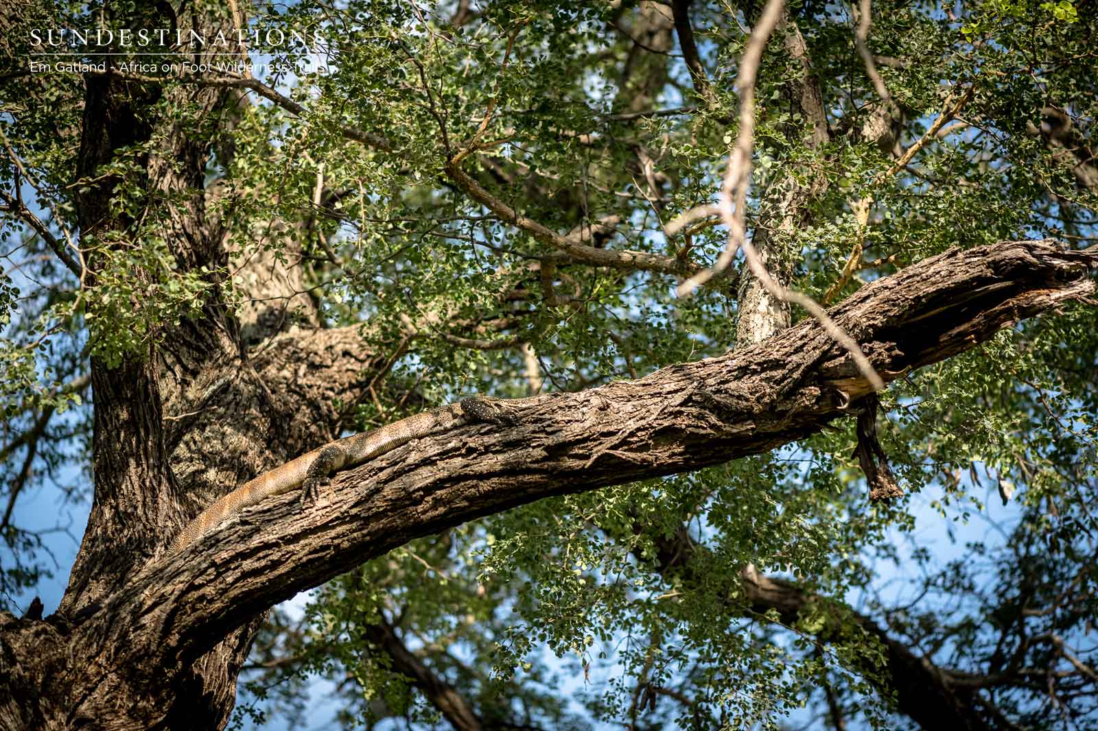 Monitor Lizard in a Tree