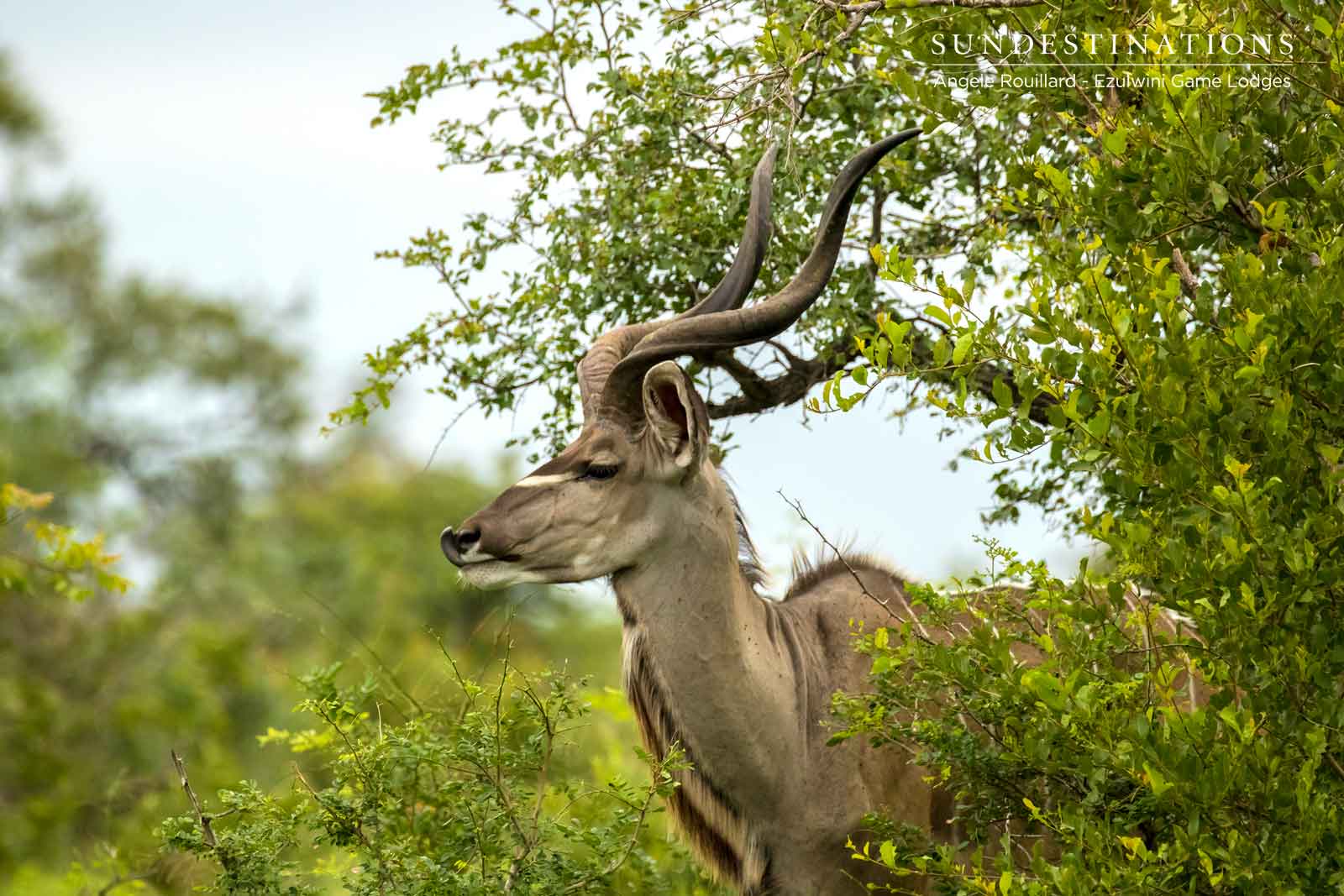 Kudu - Plains Game in Balule Nature Reserve