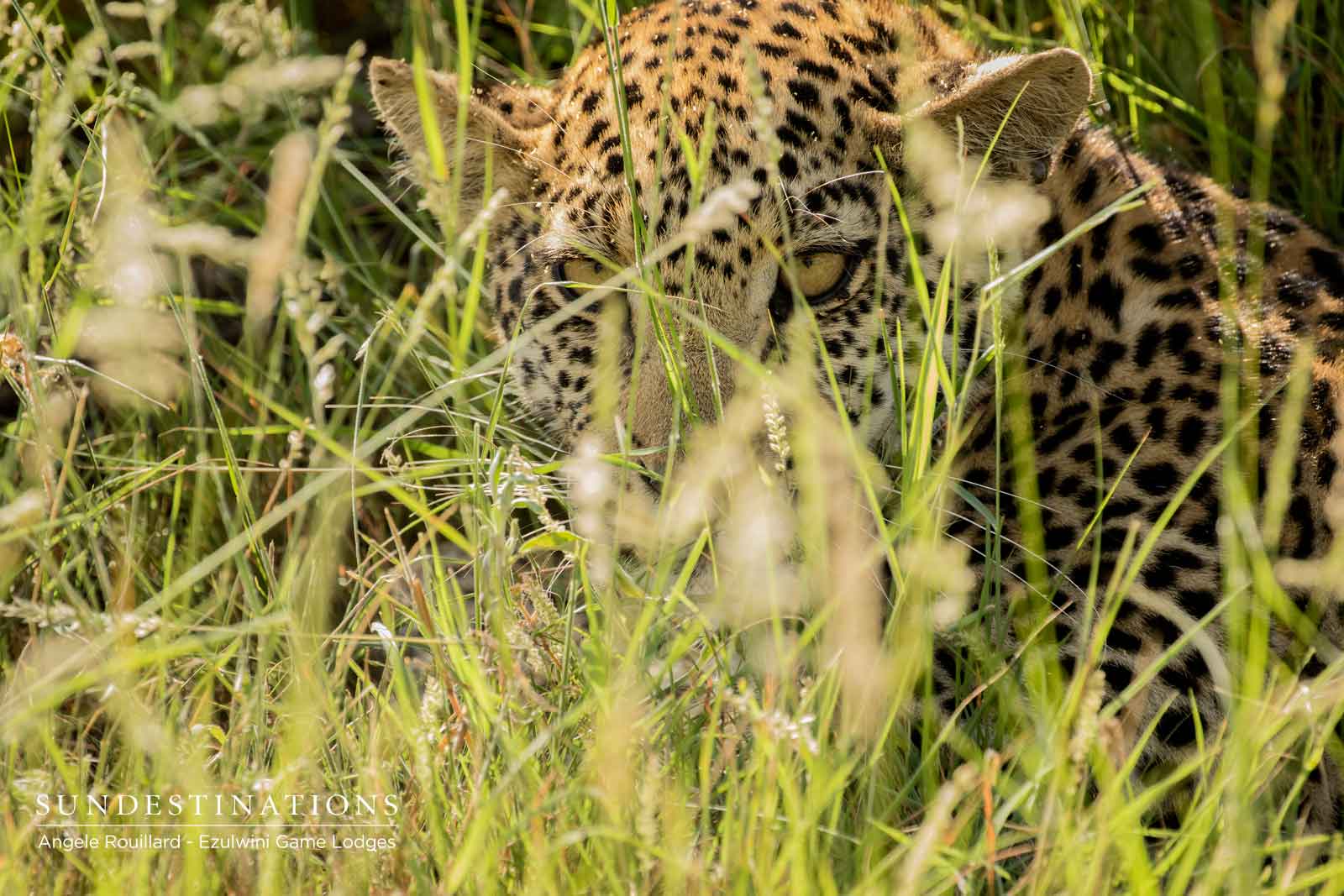 Leopard in the Grass