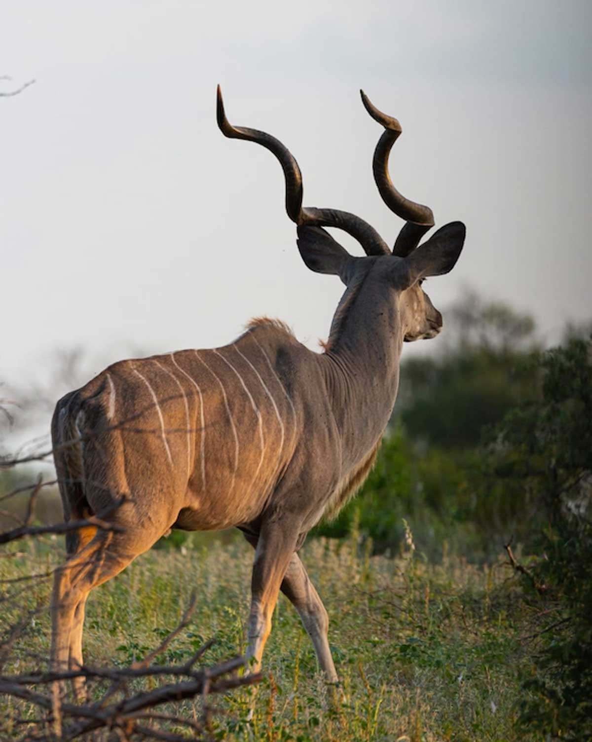 Kudu Bulls - Nsala Safari Camp