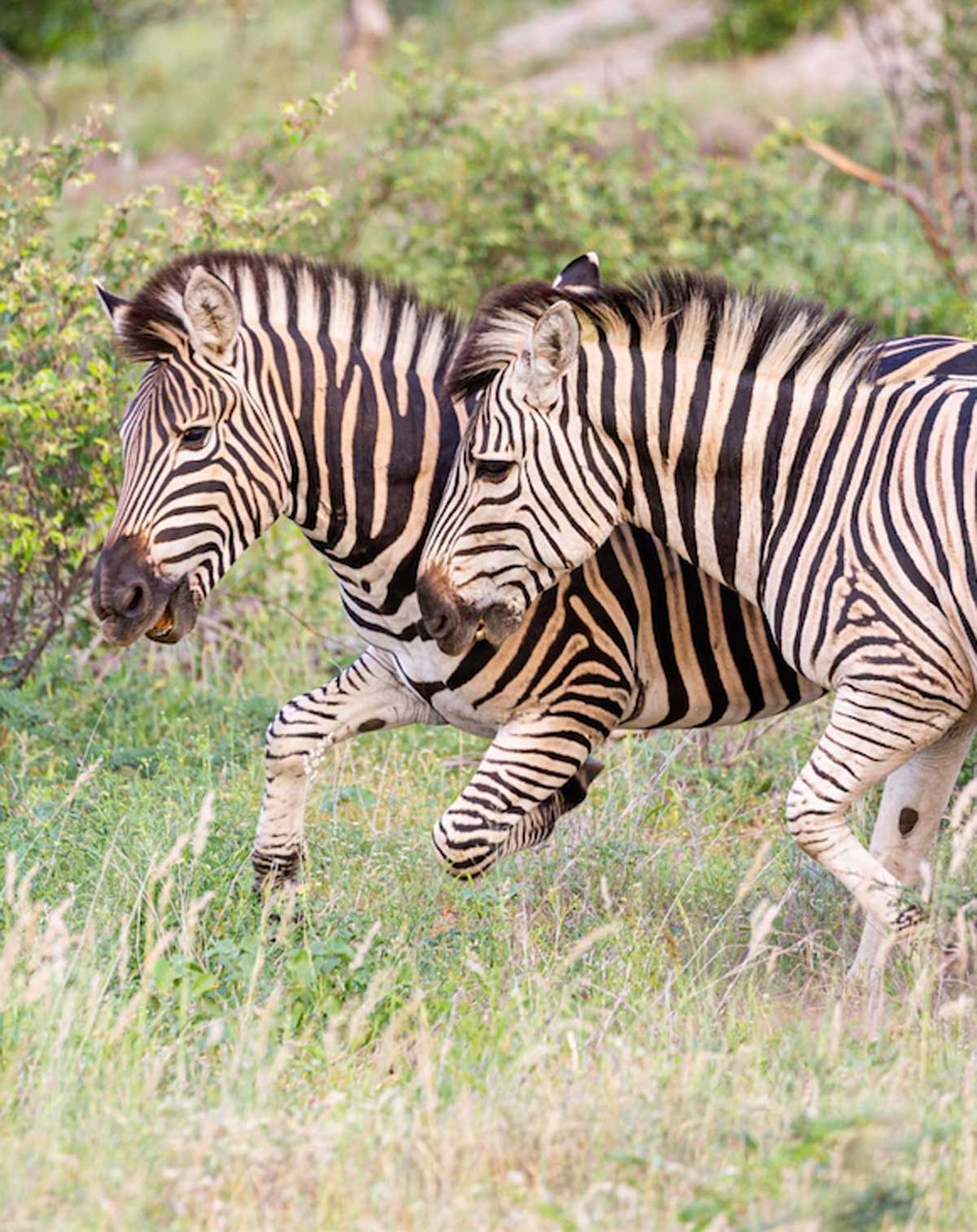 Nsala Zebras in the Wild