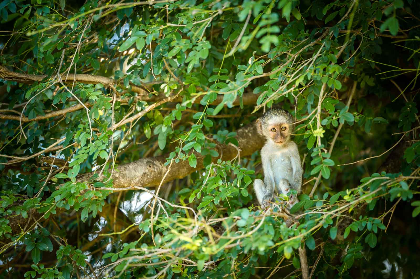 Vervet Monkey in Trees