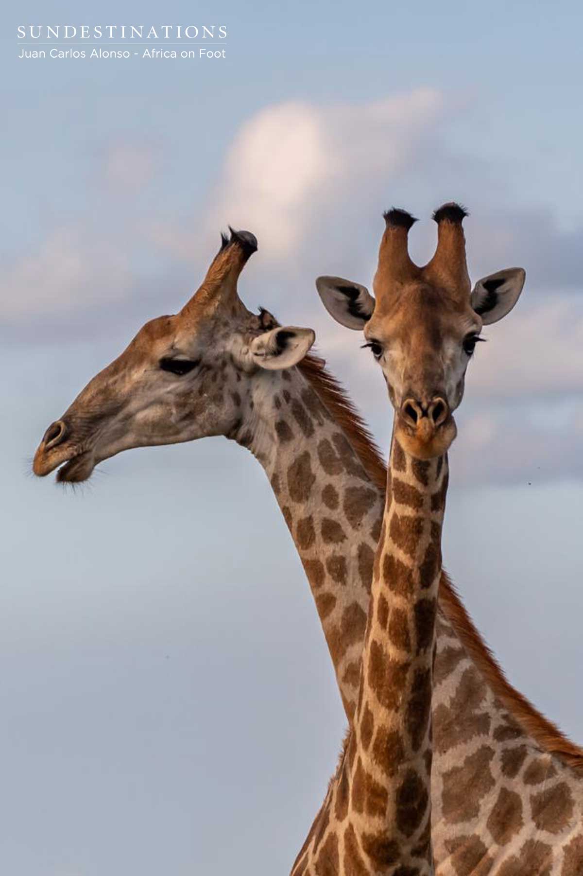 Giraffe at Africa on Foot