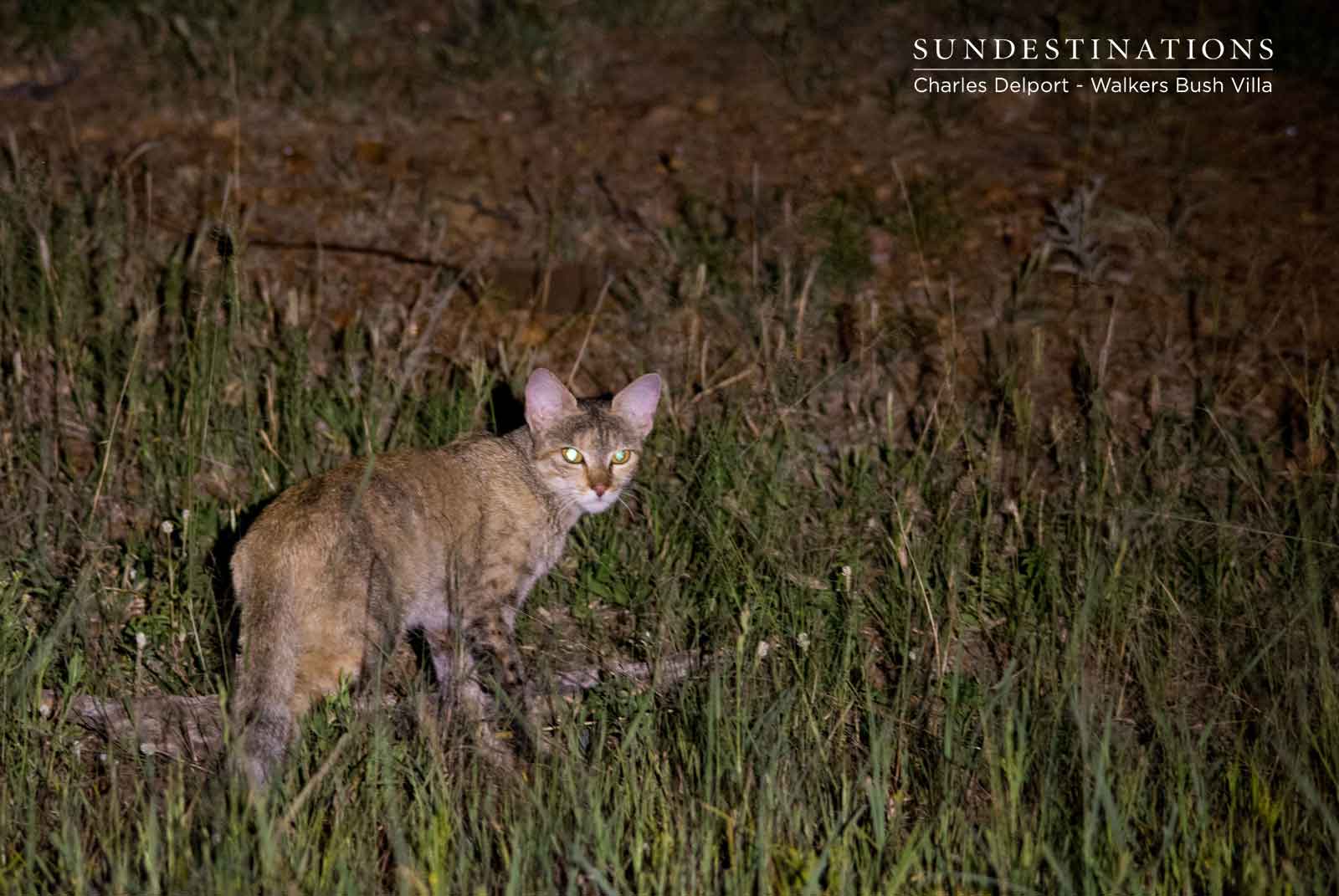 African Wild Cats at Walkers Bush Villa