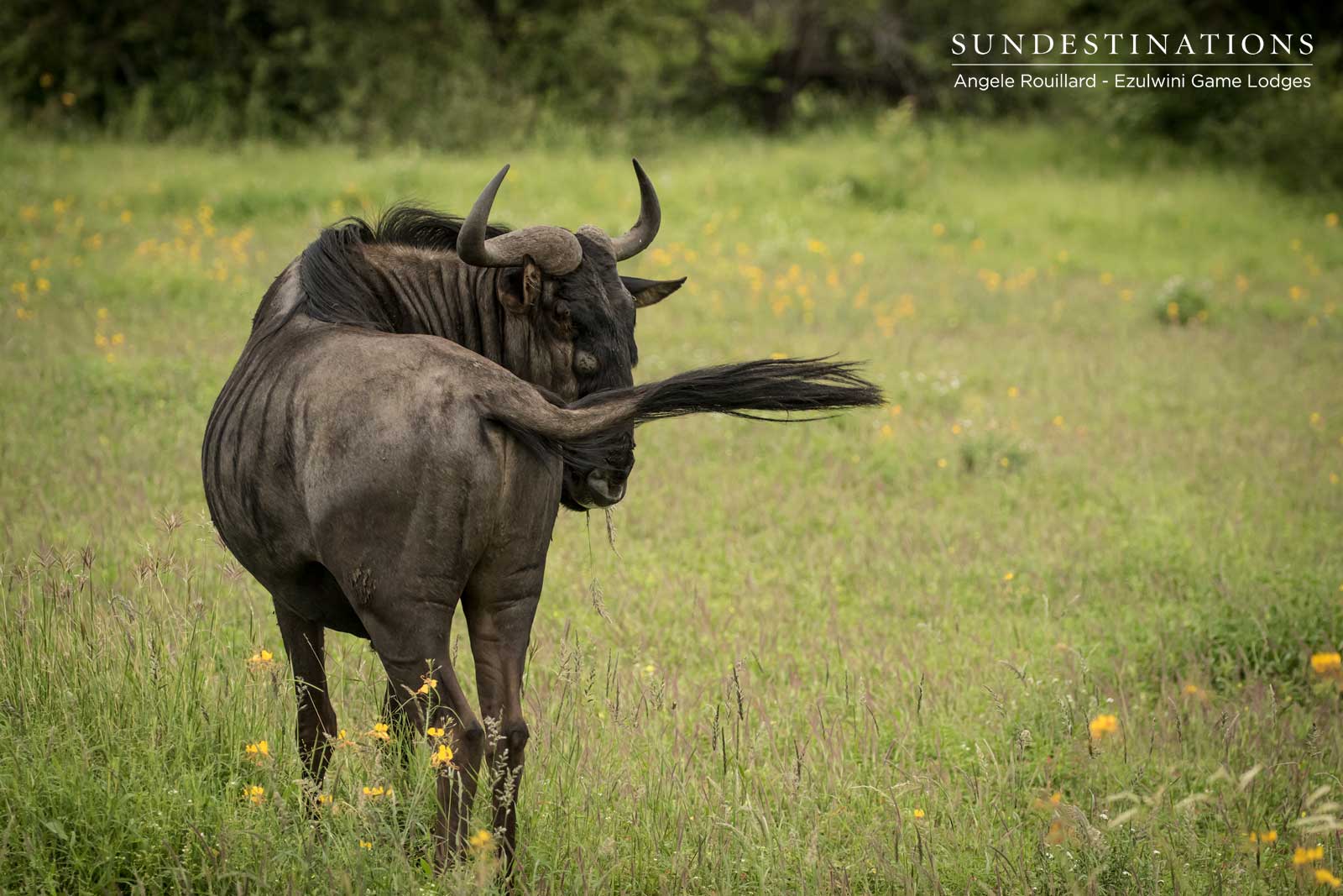 Wildebeest of Ezulwini