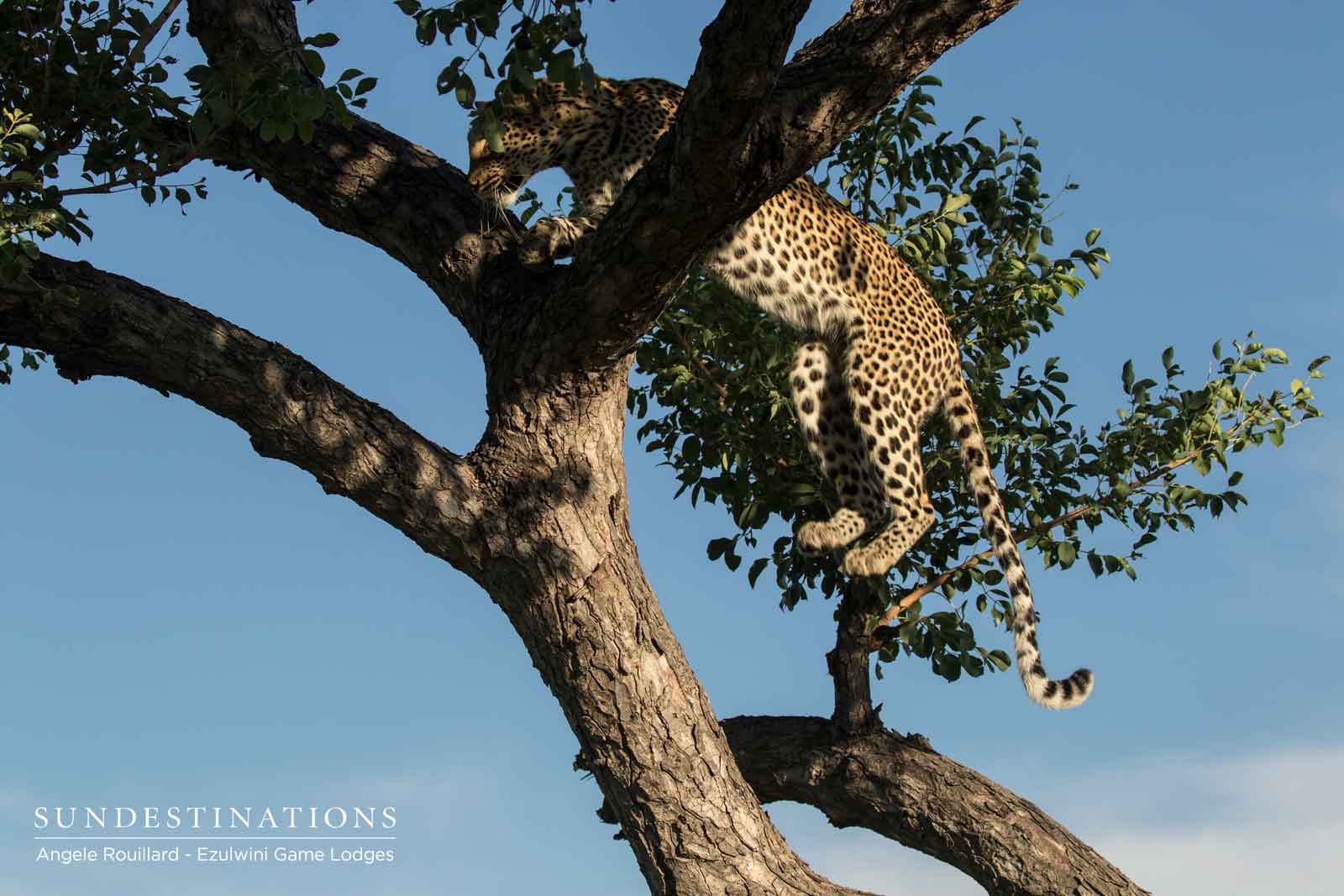 Leopard Bouncing Up Tree