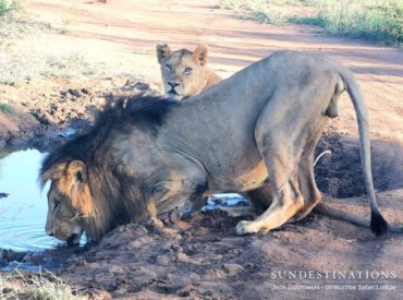 For this week’s “Week in Pictures”, we’re sharing a few recent predator images of big cats. Lions seem to be the theme for this week, leaving the leopards to slink away in the background. We’re offering a showcase of exceptional images from our photographers, highlighting a few of the sightings from the week. In an […]