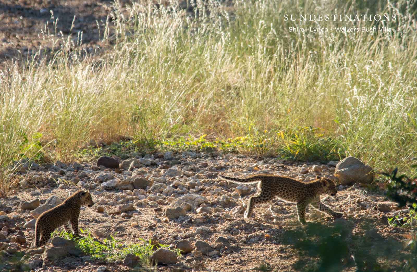 Walkers Leopard Cubs