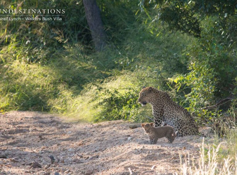 The Week in Pictures : (Kruger) CATS, A Live Broadway Musical