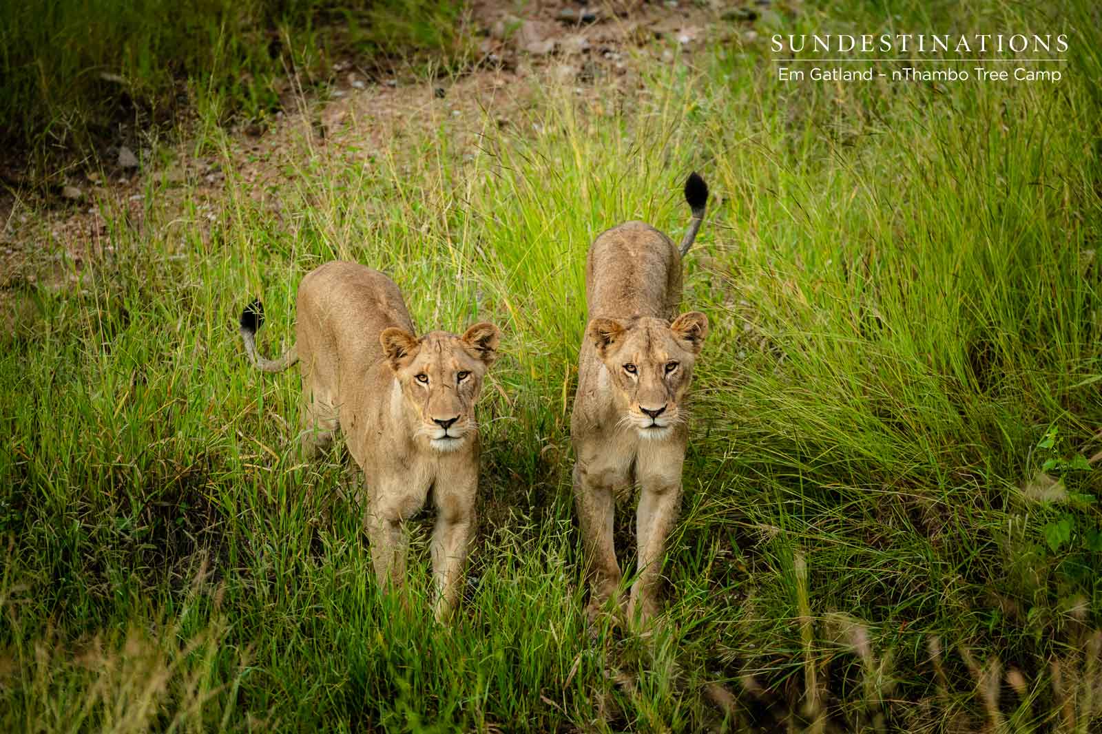 nThambo Lionesses