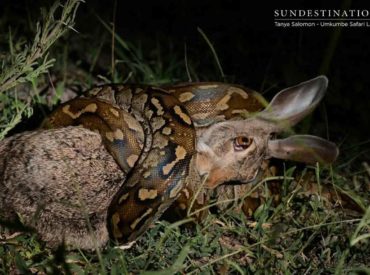 When we head out on game drive during the summer season, it’s similar to stepping straight inside an emerald gemstone. The various shades and hues of green provide such a spectacular backdrop for our photographers. So much is happening at our Kruger camps and we’ve enjoyed an array of reports of unique sightings across the […]