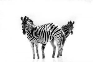 Zebras in the Okavango Delta