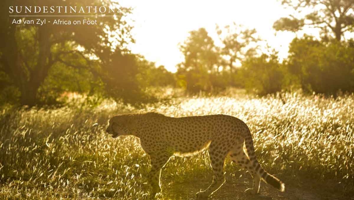 Cheetah at Africa on Foot