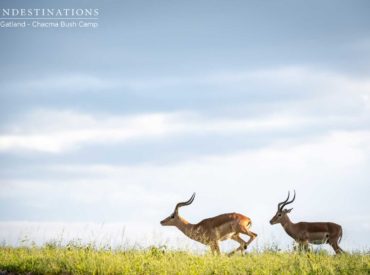 The bustling hubs of city centres are in a comatose state. Industry has come to a stand still and human beings have retreated into their enclaves to comply with government lockdown rules. Across the world, one thing has become evident : Human beings are battling, but nature is recovering. The natural world is a choir […]