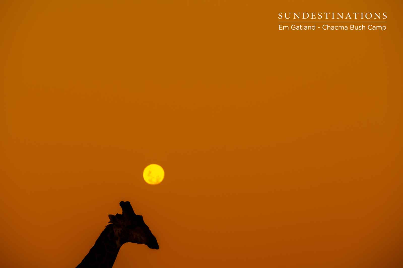 Sunsets and Giraffe at Chacma Bush Camp