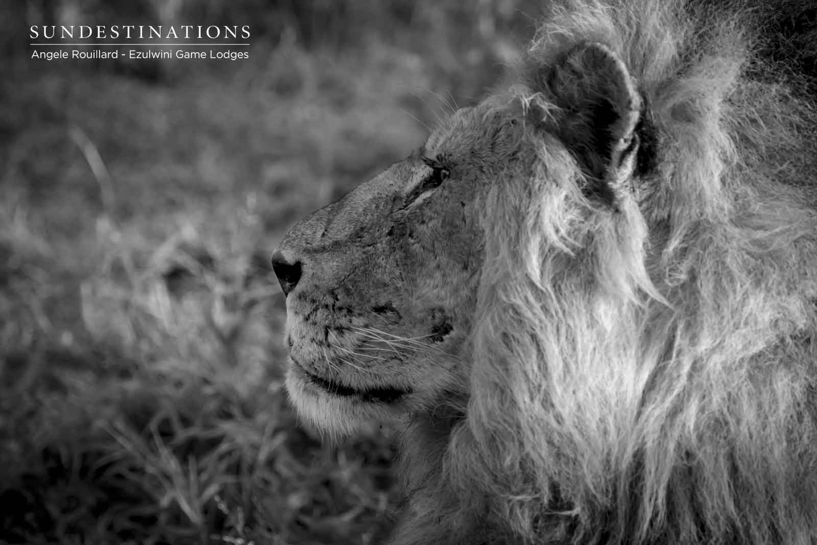 Machaton Male Lions at Ezulwini
