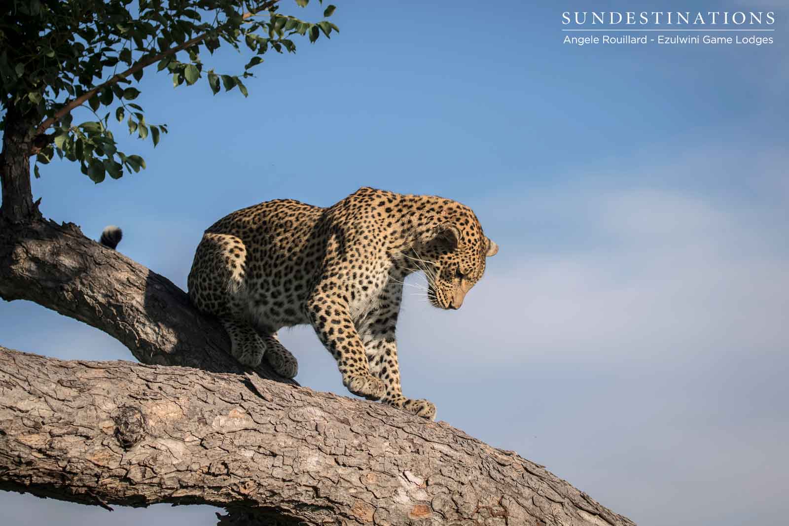 Leopards from Ezulwini Game Lodges