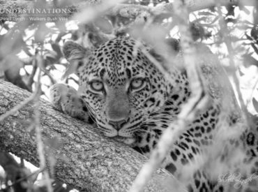 This week we’re celebrating Women’s Day by showcasing our female photographers’ images of the wild. The bushveld is rife with powerful females paving the way for the younger generations. Elephants are raised in matrilineal herds comprising all related females born into leadership positions, lionesses are protective over their pride yet they are powerful and ruthless […]