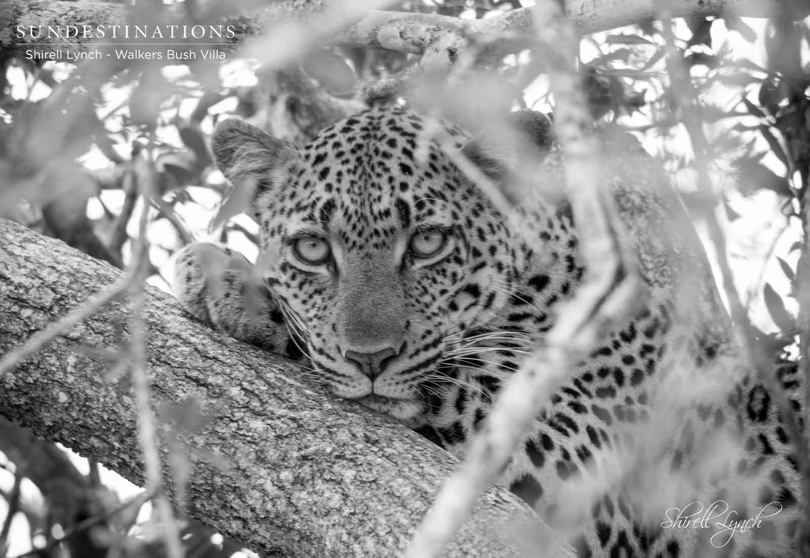 Walkers Bush Villa Leopards