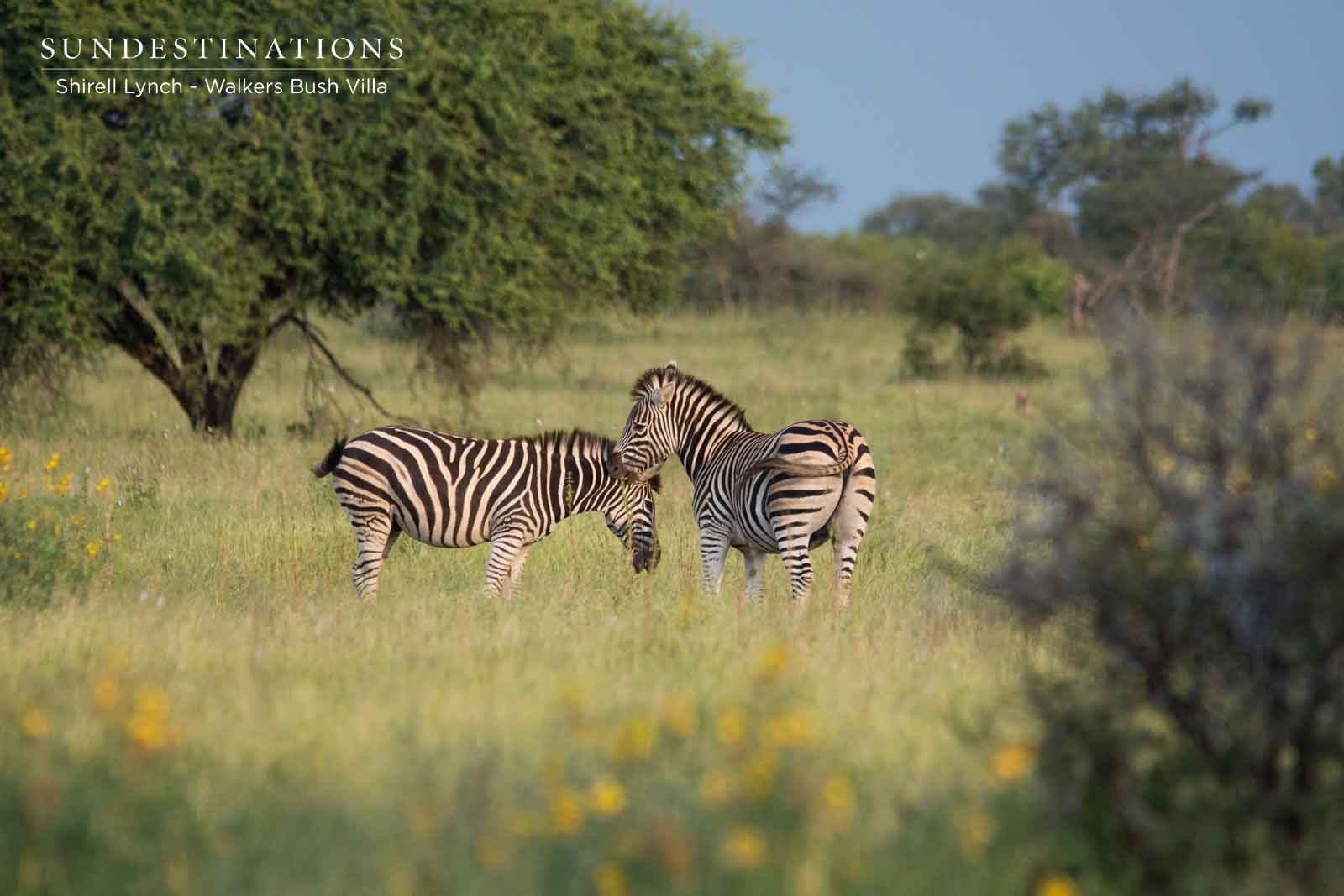 Walkers Bush Villa Zebra Sighting