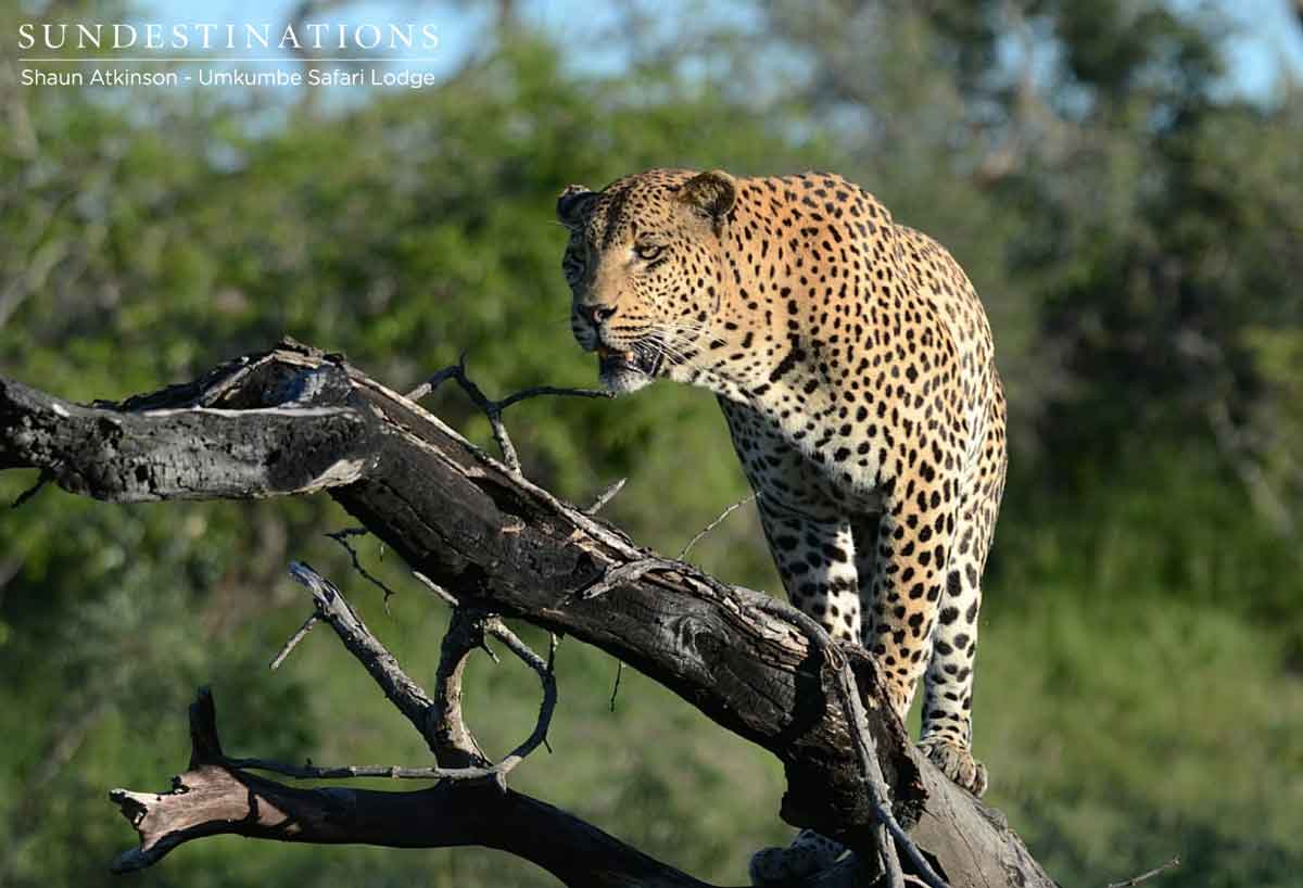 White Dam Male Leopard