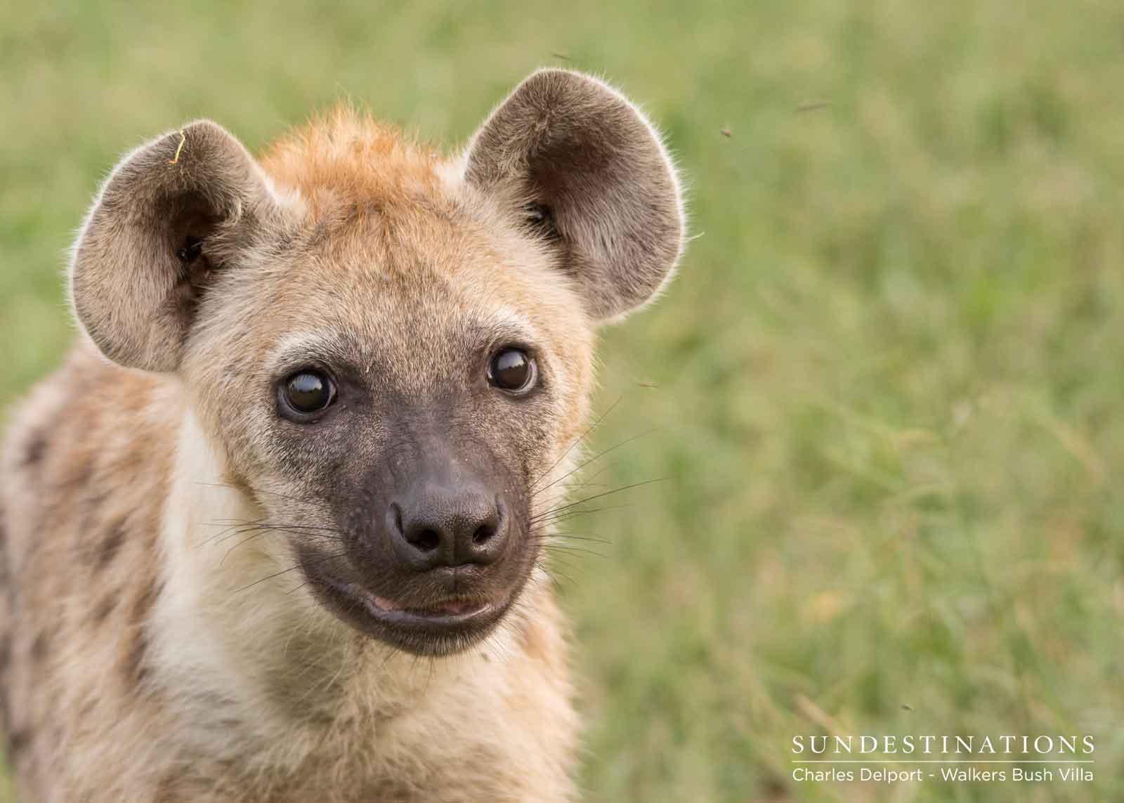Hyenas in the Timbavati Private Nature Reserve