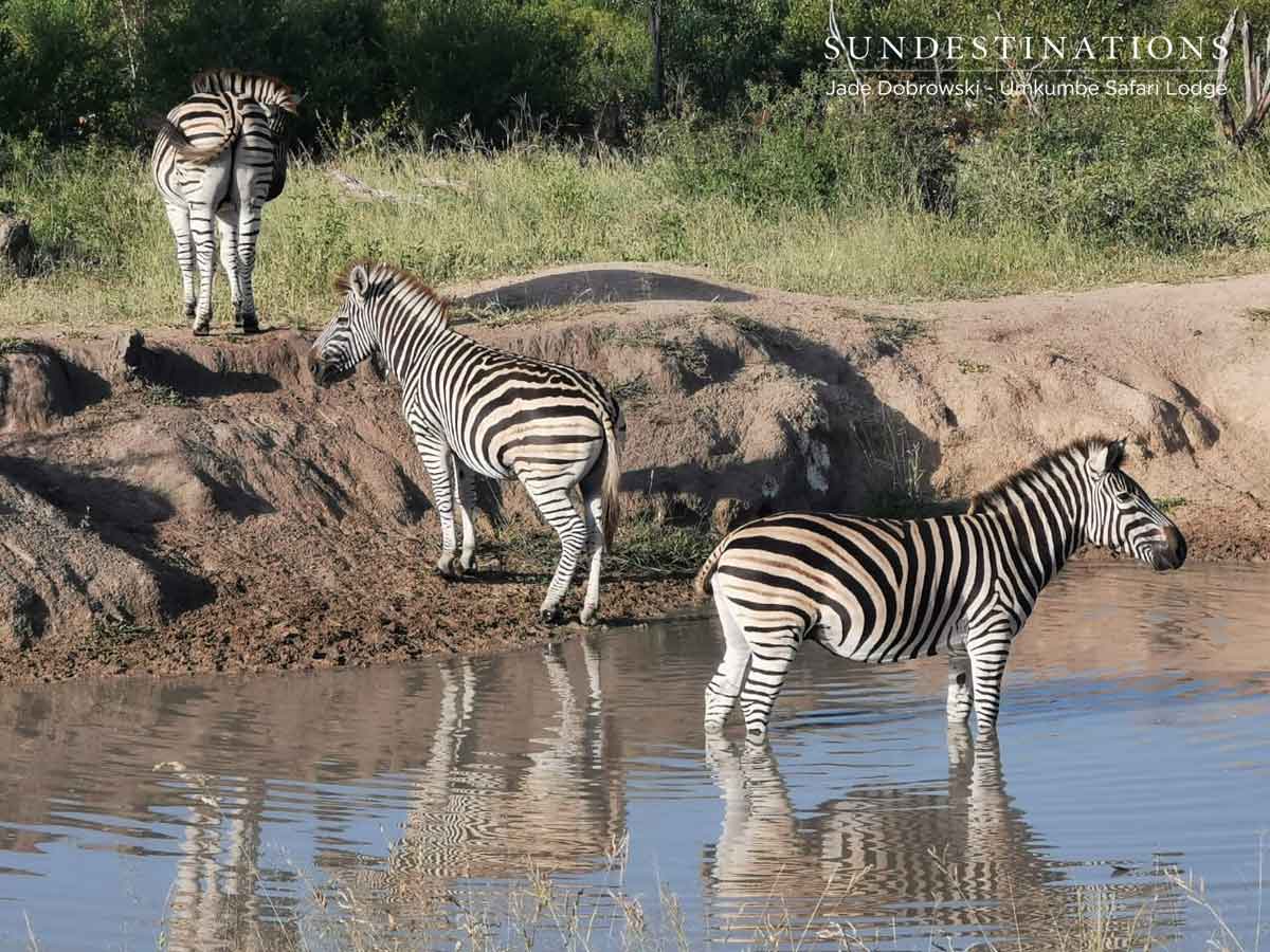 Zebra at Umkumbe Safari Lodge